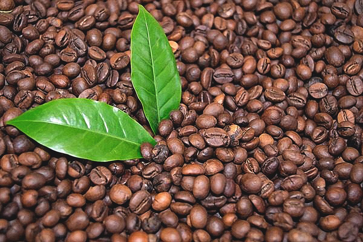 Hojas De Café Frescas 50 Gramos, Orgánicas, Cosechadas Hoy Mercado Libre