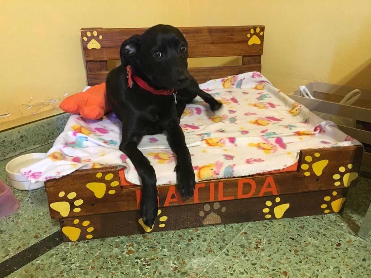 Camitas Para Mascotas Perros Y Gatos 70x60 Mercado Libre