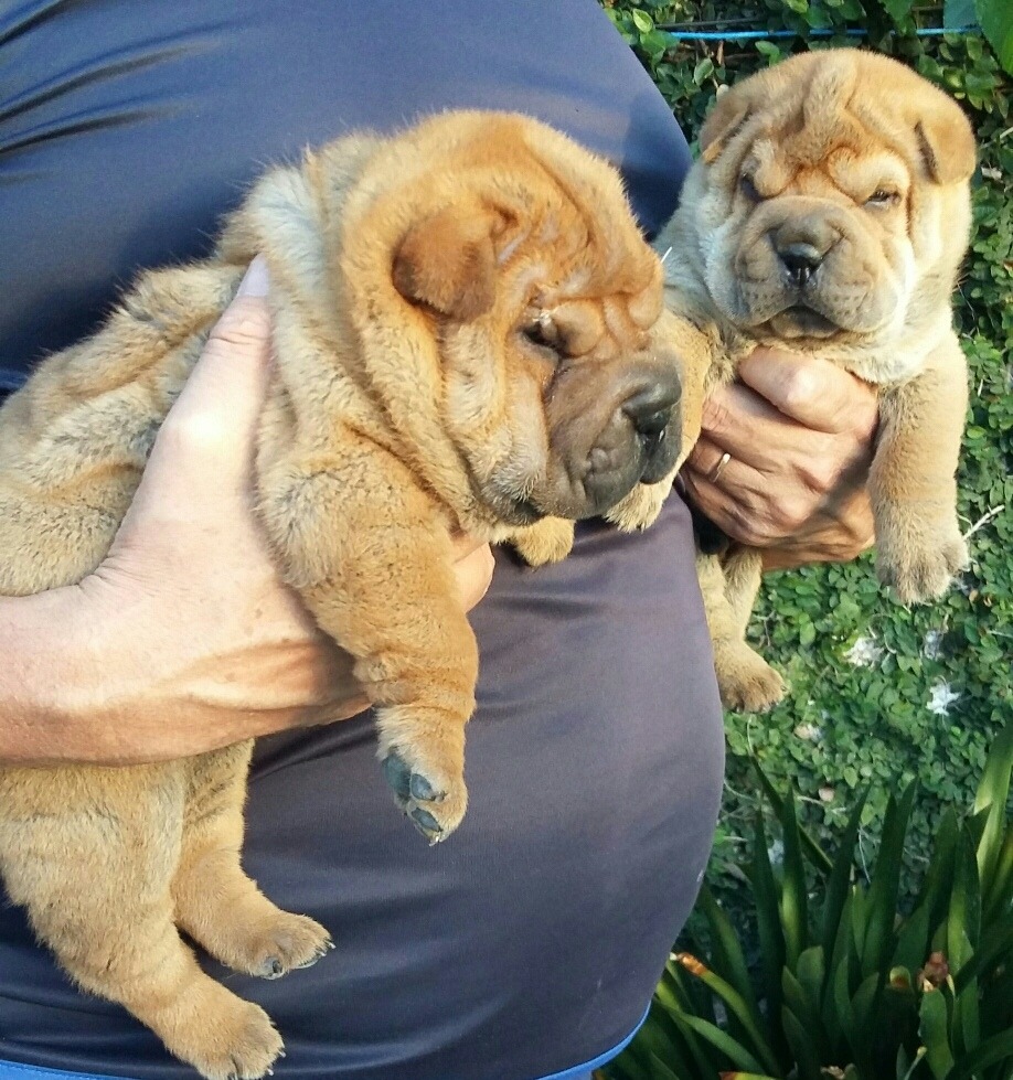 Shar Pei Cachorros Machos Y Hembras Con Fca 9.500,00 en Mercado Libre