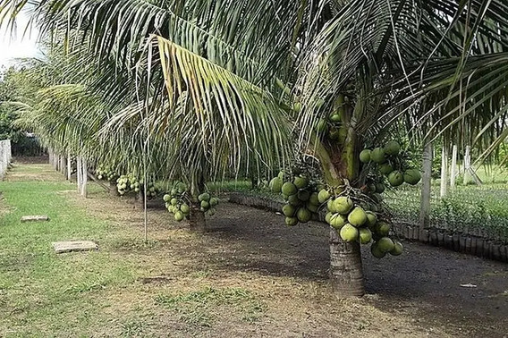 Palma De Coco Enana en Mercado Libre México