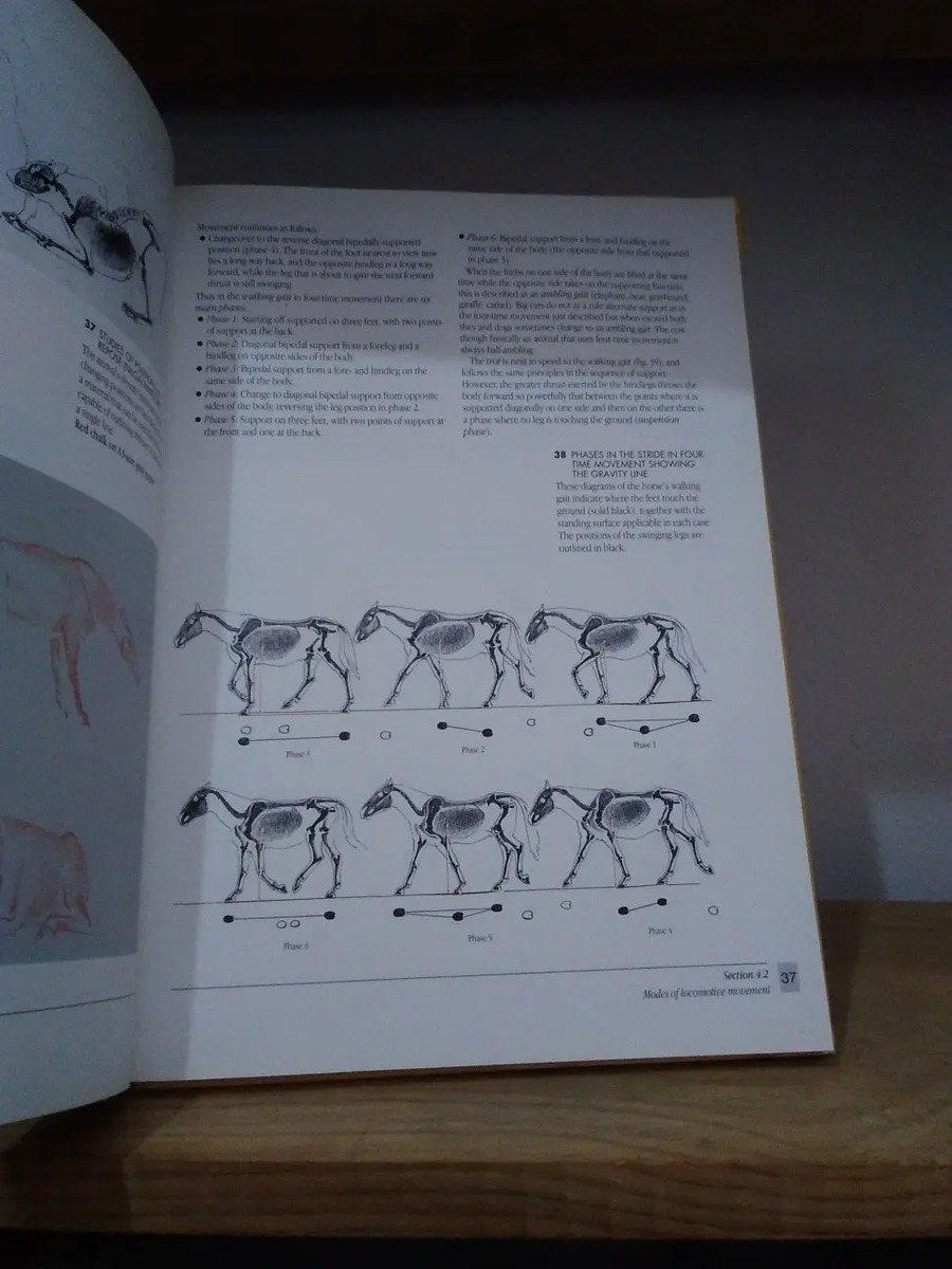 The Artist's Guide To Animal Anatomy. Gottfried Bammes.[cun] Mercado