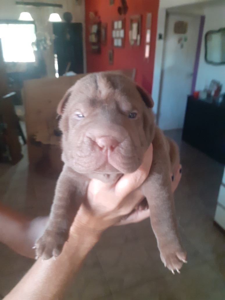 Sharpei Cachorro ( Precio Reserva) Mercado Libre