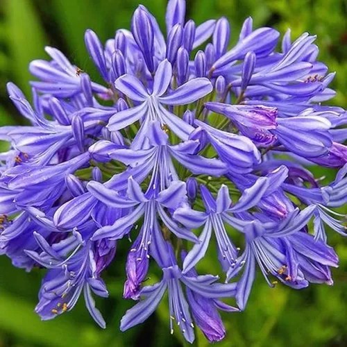 10 Sementes Agapanto Agapanthus Praecox Flor Rosa P/ Mudas