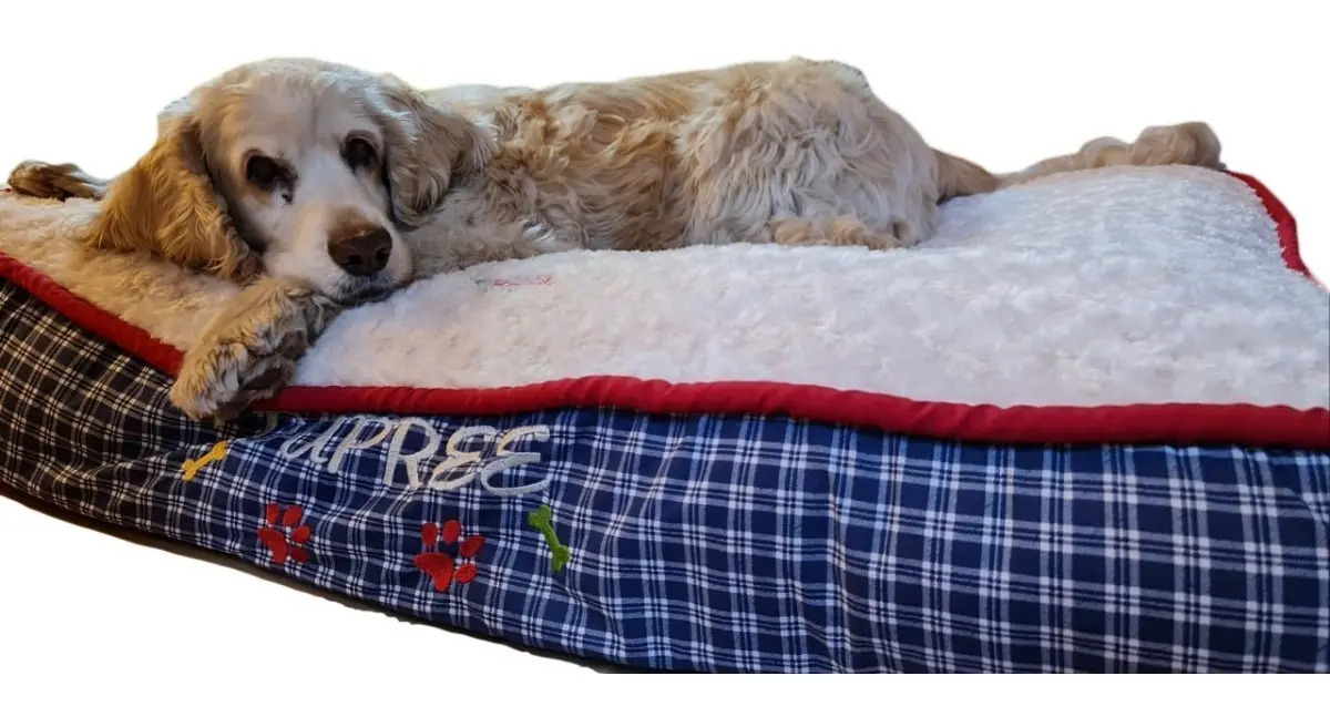 Cama Mediana Perros Acojinada 75 X 75 Desmontable Bordada Envío gratis