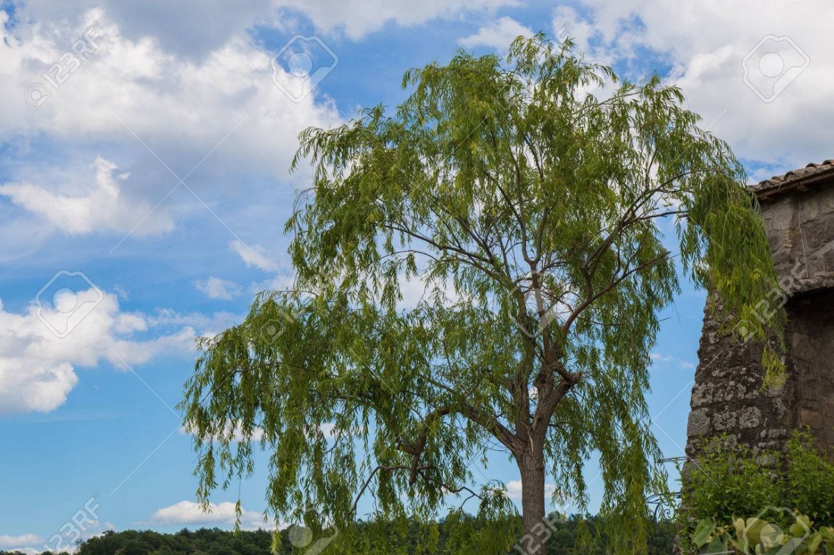 Sauce Lloron ( Arbol ) 120 M Salix Babylonica Msi Meses sin intereses