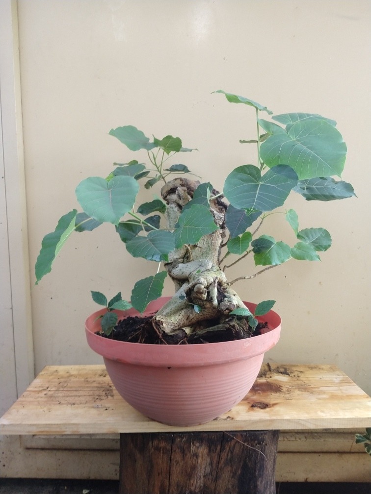 Bonsai Amate Amarillo Ficus Petiolaris 12 Años Meses sin intereses