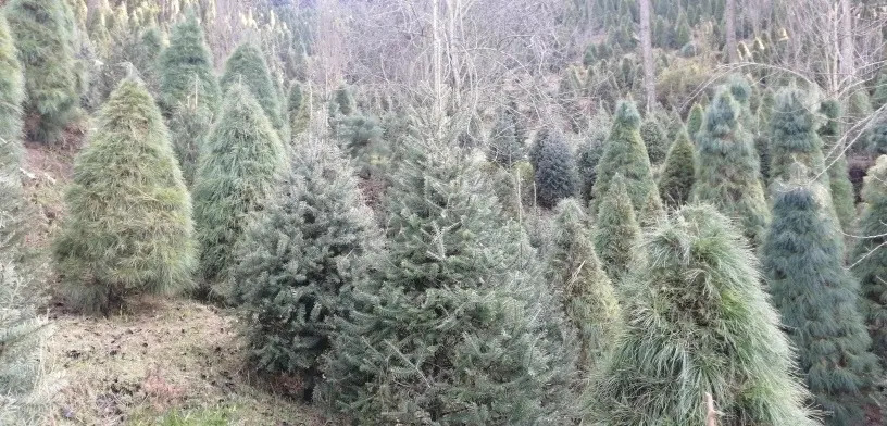 Pino Oyamel Venta De Navidad Natural 1.70m Envio Gratis Cdmx Mercado