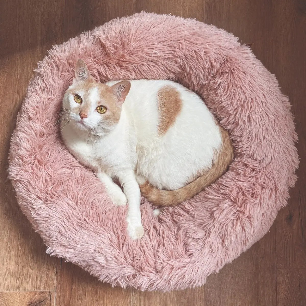 Cama Nido Para Gatos Perros Pequeños Mypaw Mercado Libre
