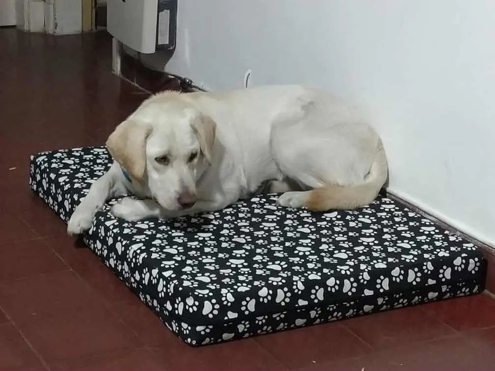 Colchón Cama Para Perros Grandes Alta Densidad 1,00x70x10 Envío gratis