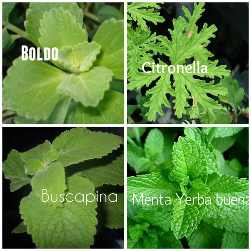 Planta Aromatica De Burrito Infusion Mate Te Natural | Mercadolibre