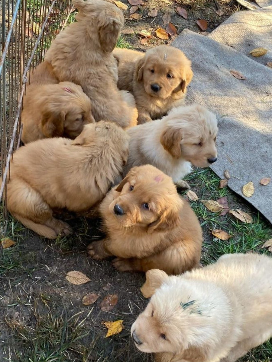 Golden Retriever Europeos Mercado Libre