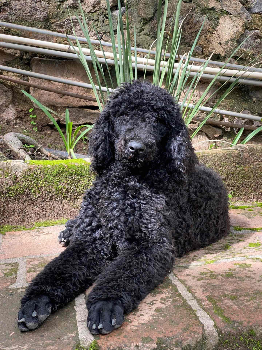 Poodle Gigante MercadoLibre