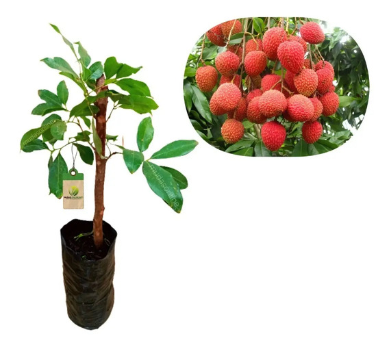 Muda De Lichia Para Vaso Mercadolivre