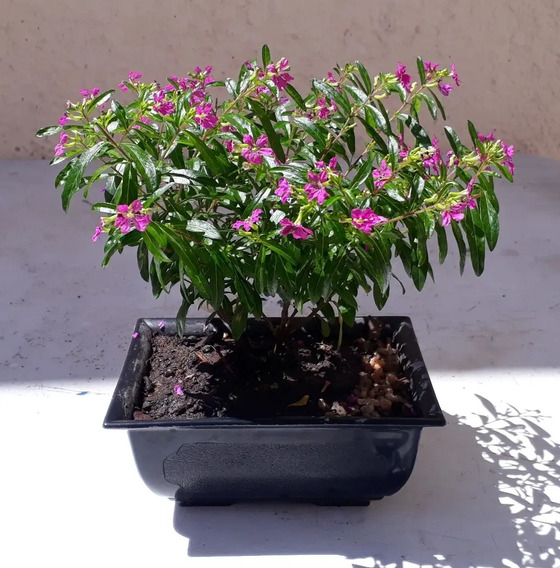 Planta Erica Mercadolibre