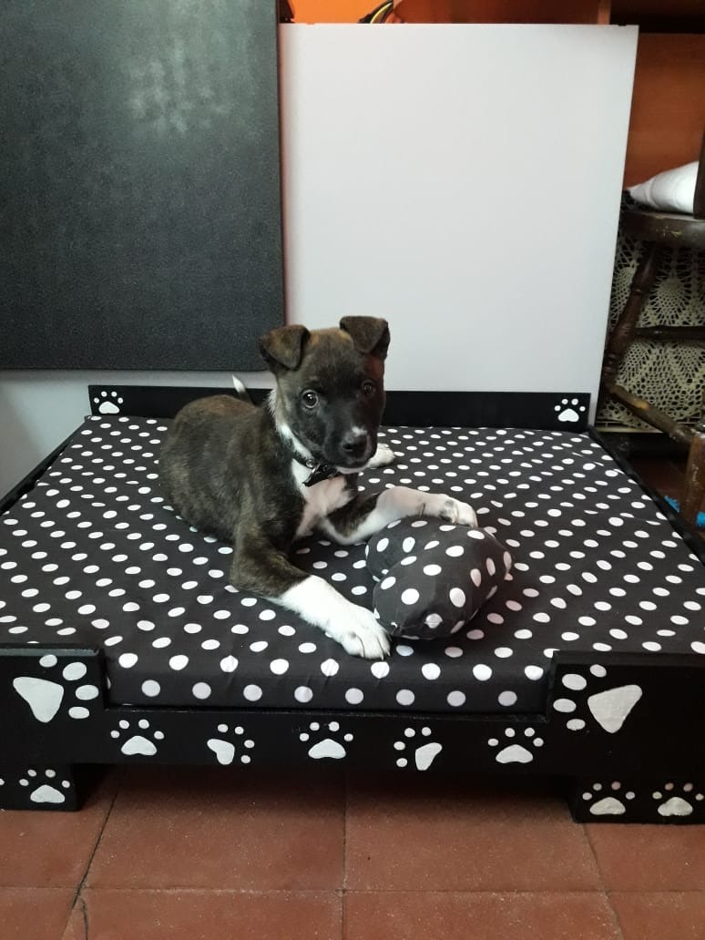Camitas Para Mascotas Perros Y Gatos 70x60 Mercado Libre