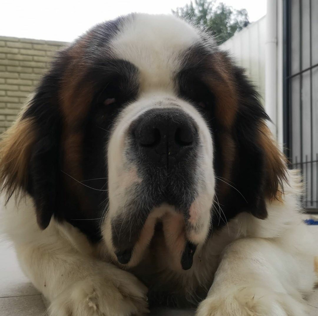Perro San Bernardo Para Servicio Mercado Libre