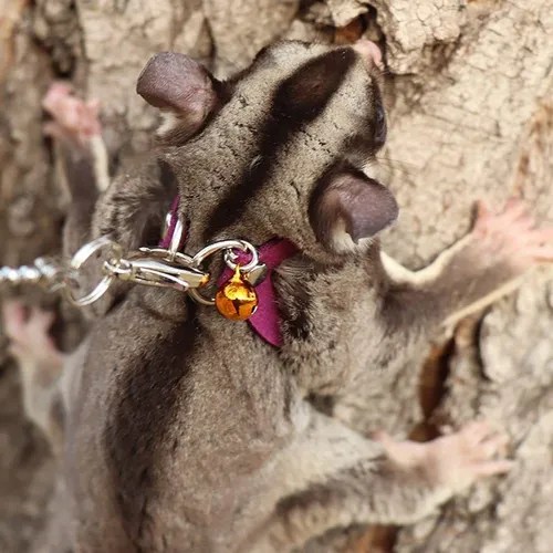 3 Pack Sugar Glider Harness And Leash Set Adjustable Tract Envío gratis