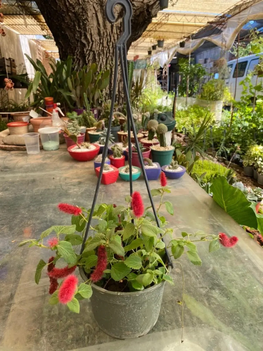 Planta Cola De Gato / Acalifa / Colgante VIVERO LA PALMERA
