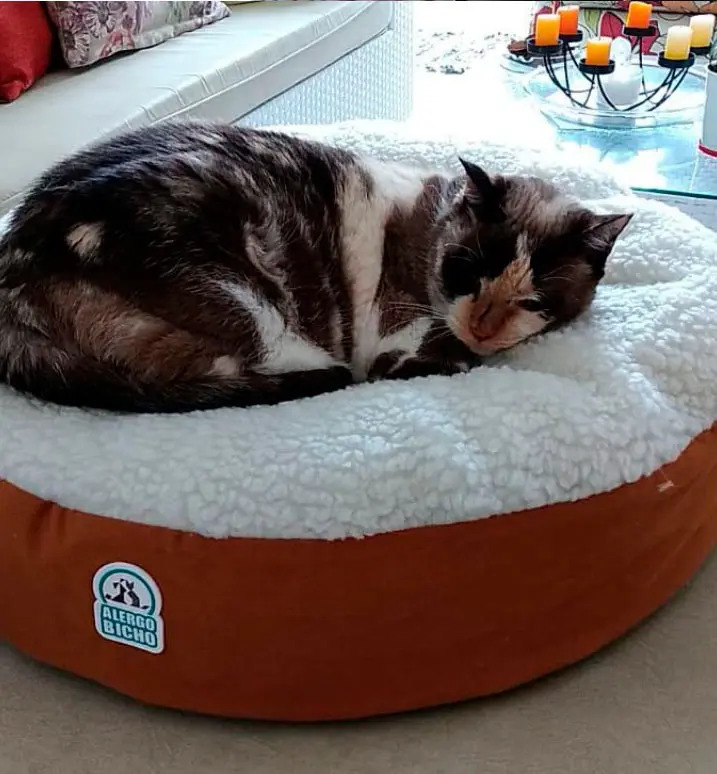 Cama De Gato Especial Confortável Base C/ Zíper E Proteção Frete grátis