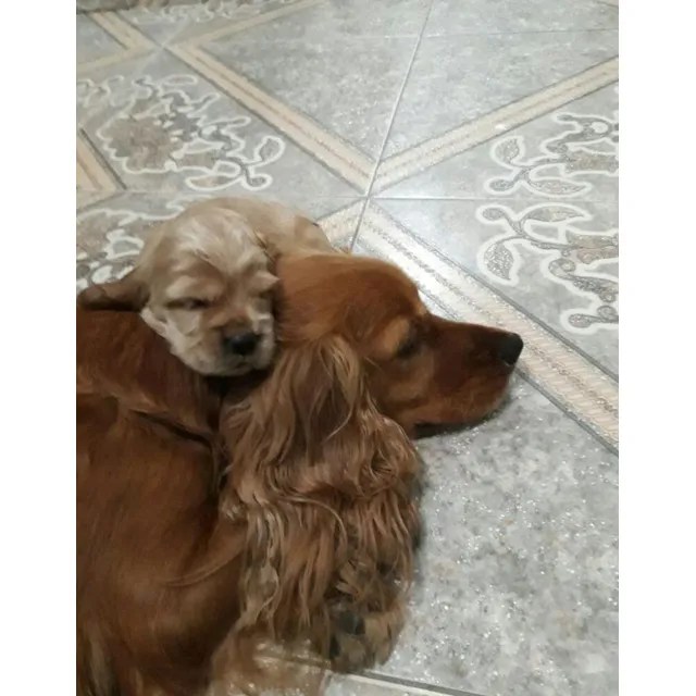 Cachorros En Venta Quito Coker