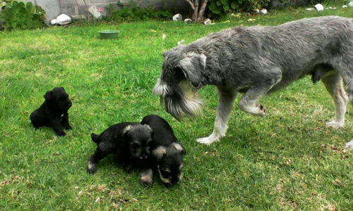 Schnauzer Negro 3,000.00 en Mercado Libre