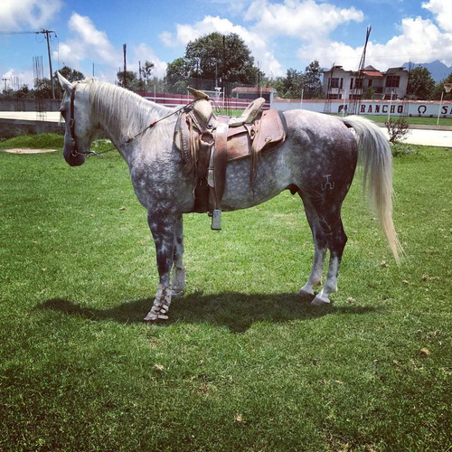 Caballo Tordillo Cuarto De Milla 120,000.00 en Mercado Libre