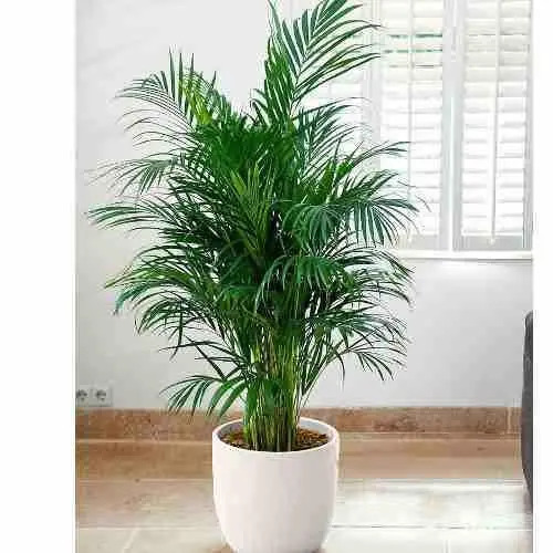 Palmera De Interior, Palmera Areca, Plantas De Interior S/ 199,00 en