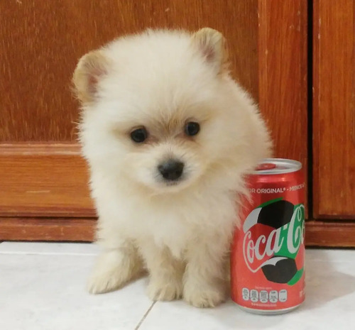 Cachorros Pomerania Mini Cara Oso Envio Gratis 13,999.00 en Mercado