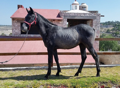 ¿De qué color será mi pastor alemán sable? solofaq.com