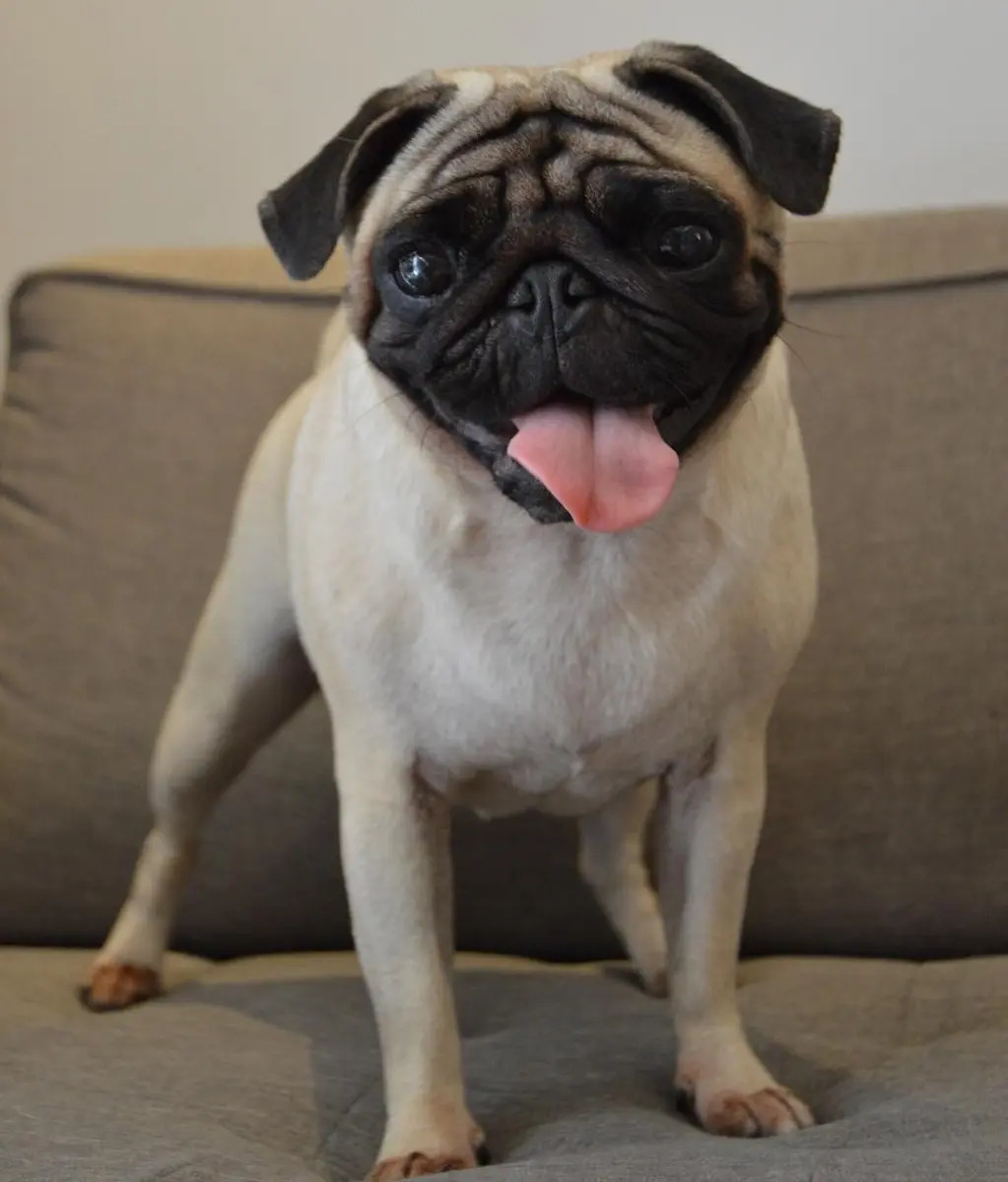 Cachorro Pug 2,900.00 en Mercado Libre