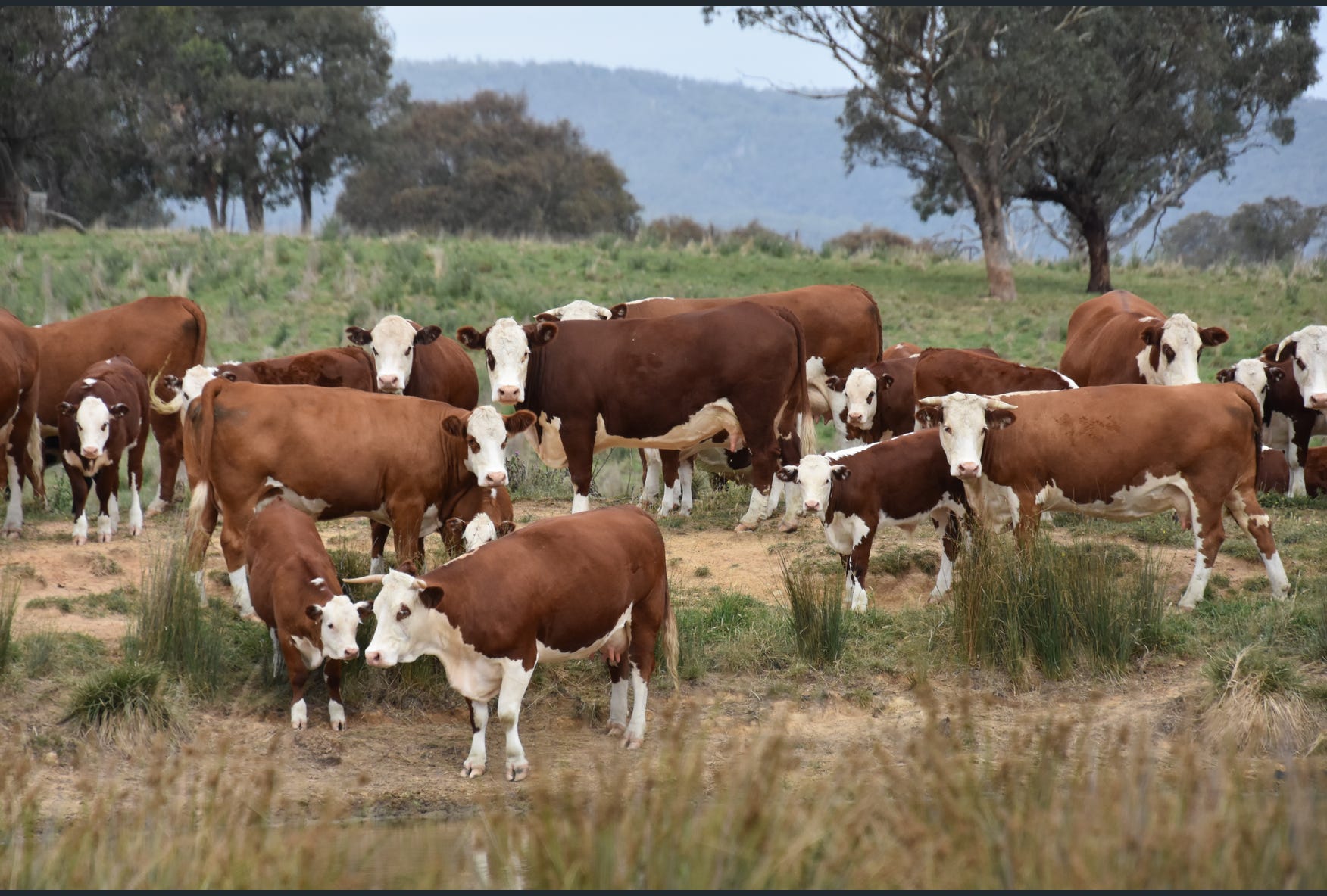 Australian Grazing Herron Todd White
