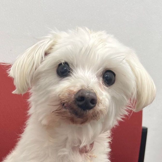 Banjo Hearts United for Animals