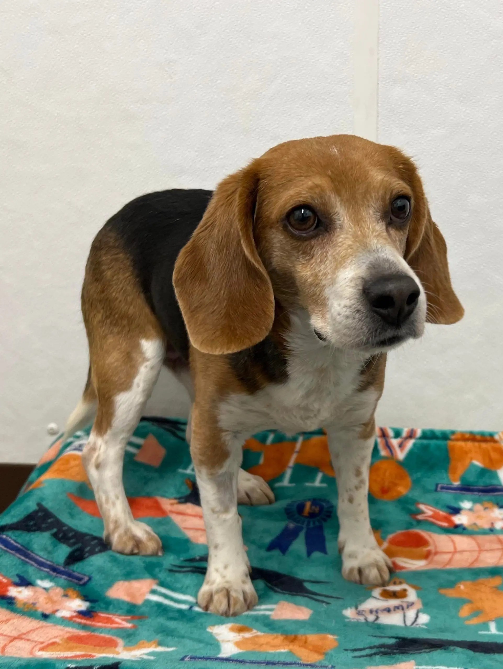 Clifton Hearts United for Animals