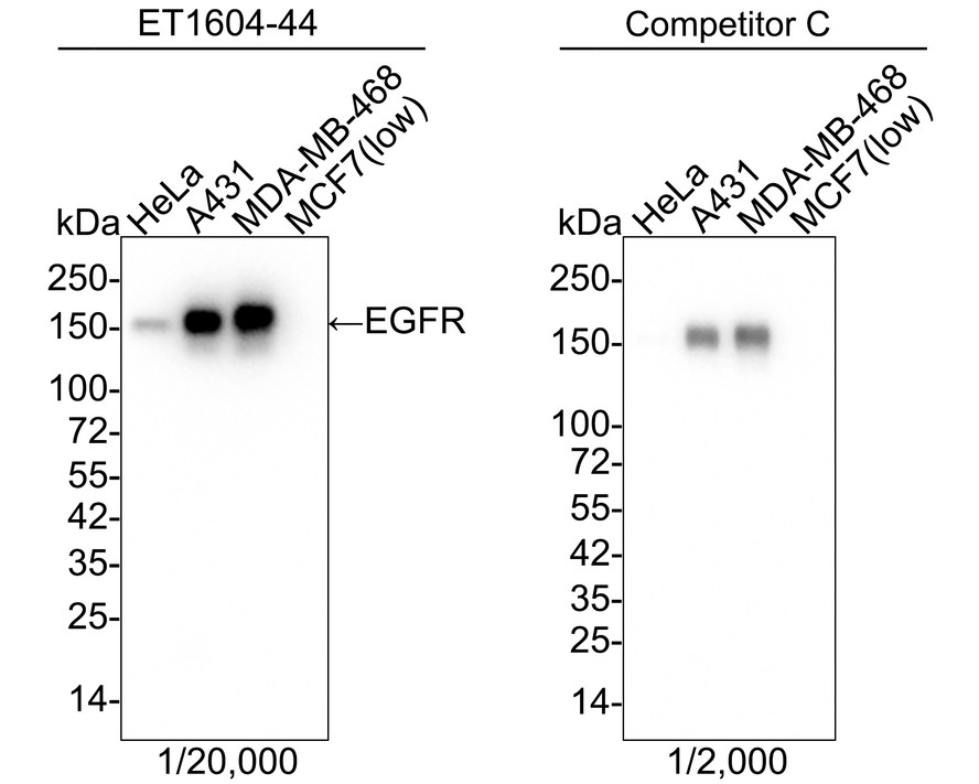 EGFR Rabbit Monoclonal Antibody [SP0086] (ET160444) HUABIO