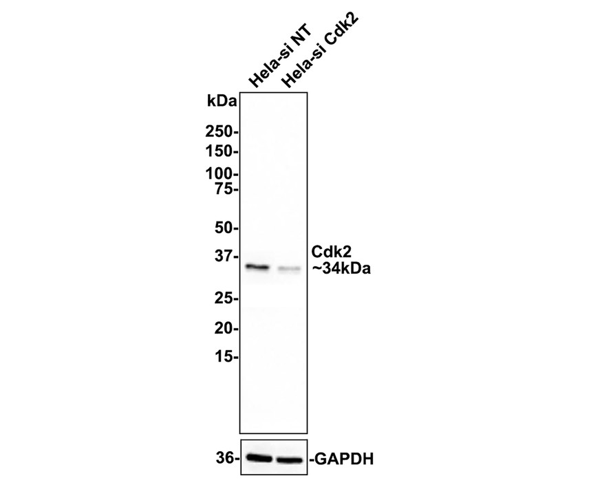 Cell Cycle Regulation Antibody Sampler Kit I (HAK21010) HUABIO