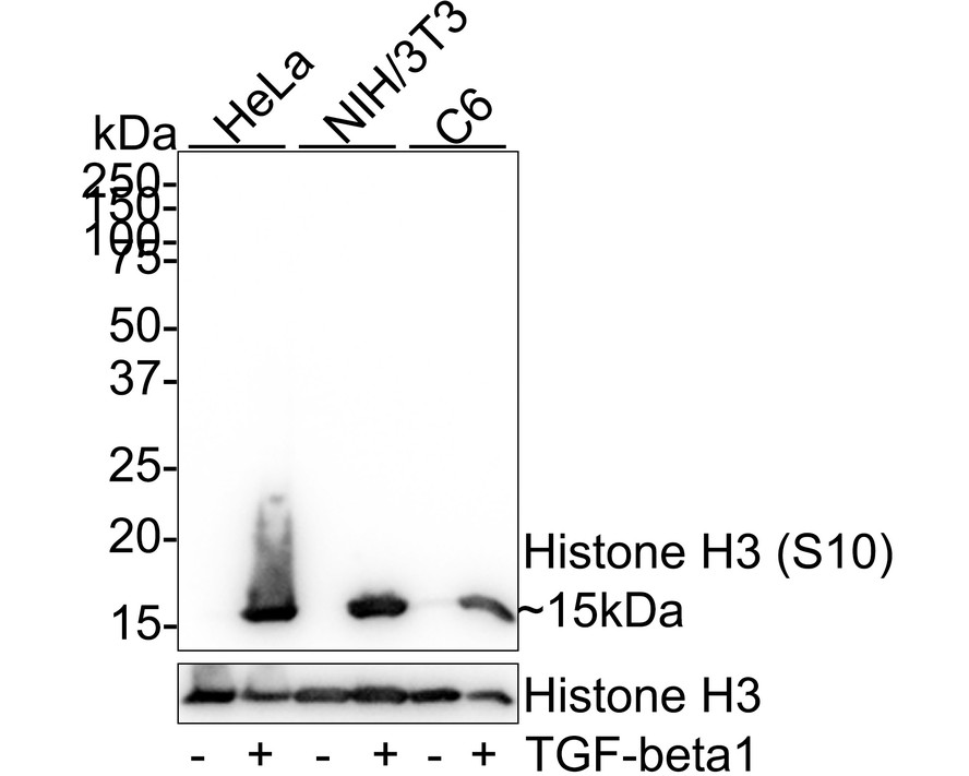 Cell Cycle Phase Determination Antibody Kit (K2004) HUABIO