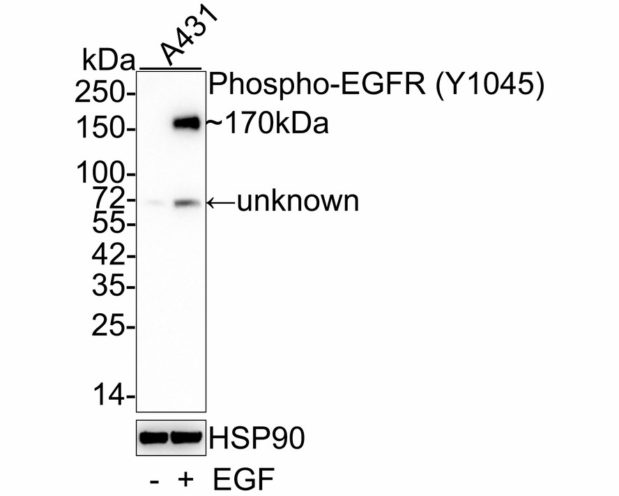 PhosphoEGFR (Y1045) Rabbit Monoclonal Antibody [PSH0328