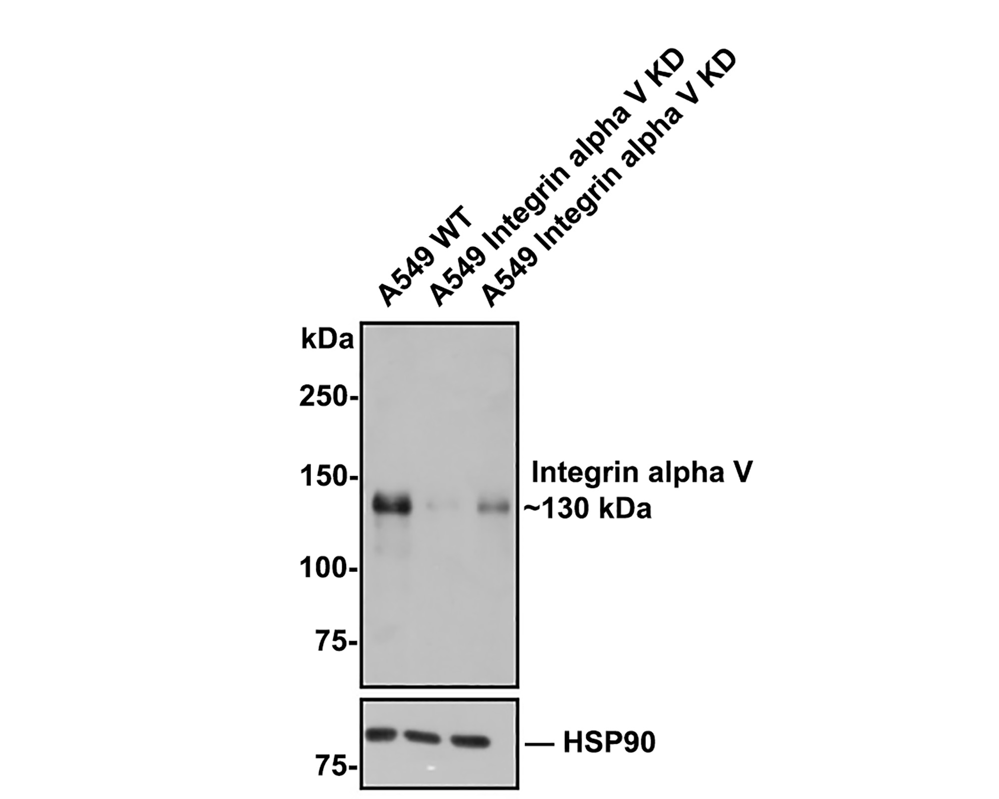 Integrin Antibody Sampler Kit (HAK21053) HUABIO