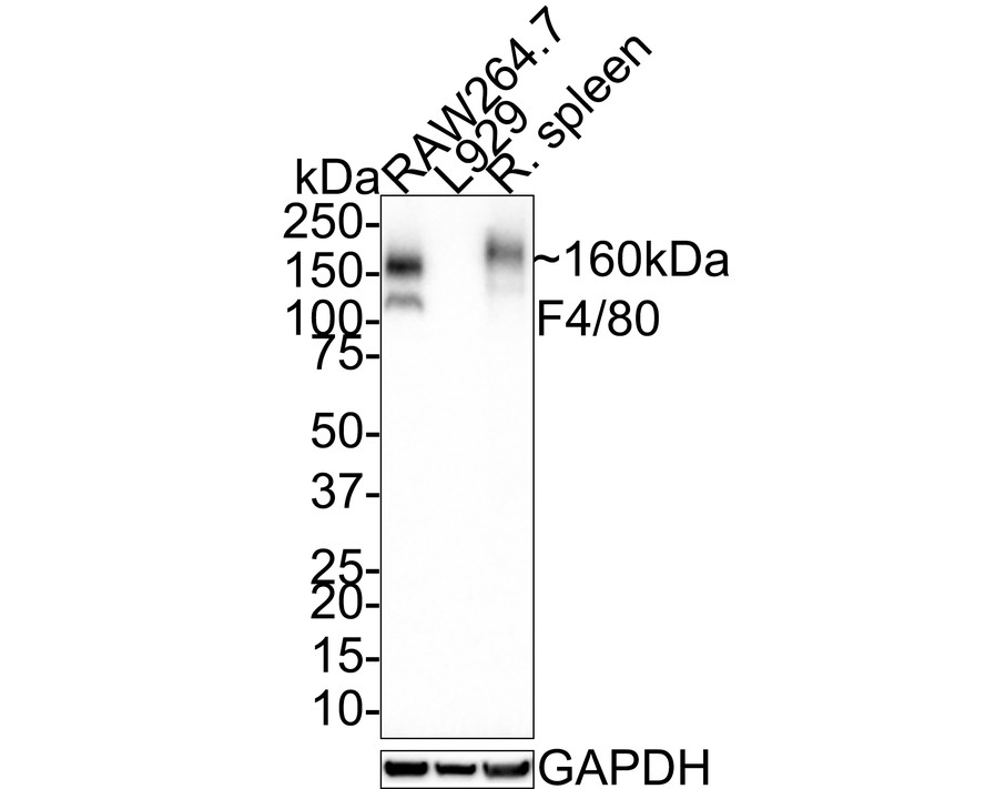 Mouse Reactive M1 vs M2 Macrophage Antibody Sampler Kit (HAK21096) HUABIO