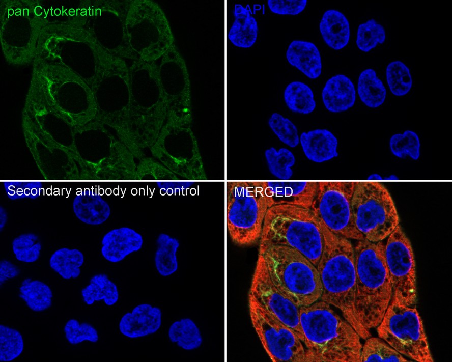 iFluor™ 488 Conjugated pan Cytokeratin Mouse Monoclonal An