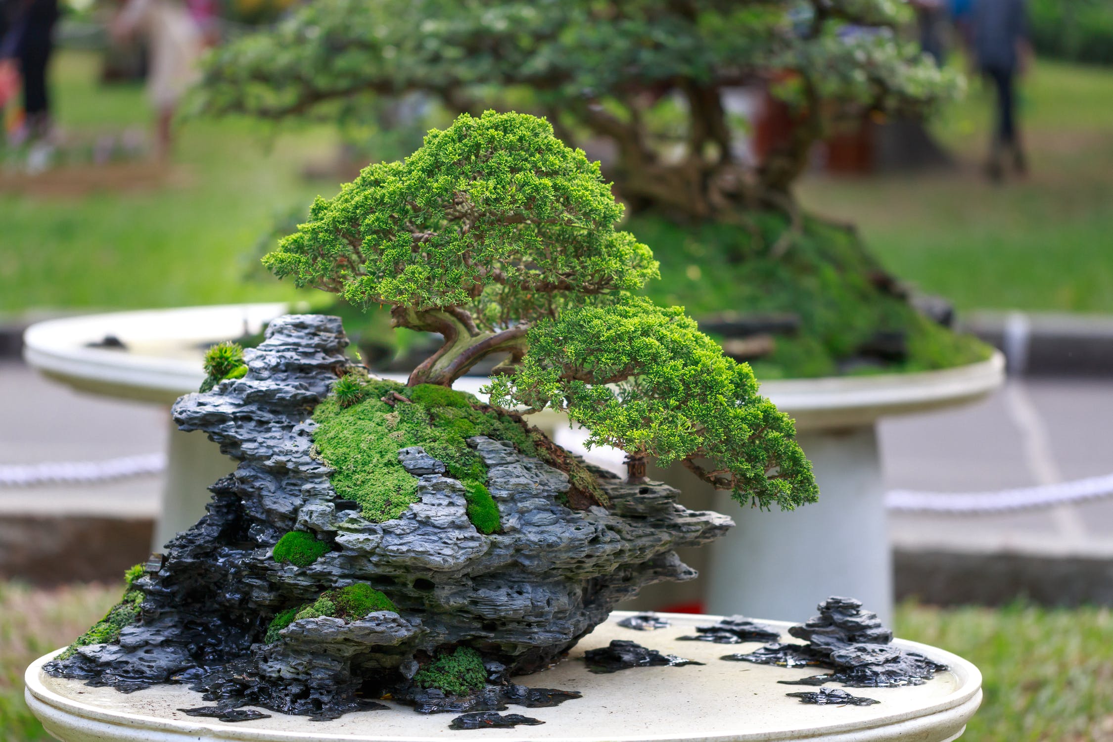 Gordon Rigg The Hub A Guide To Growing Bonsai