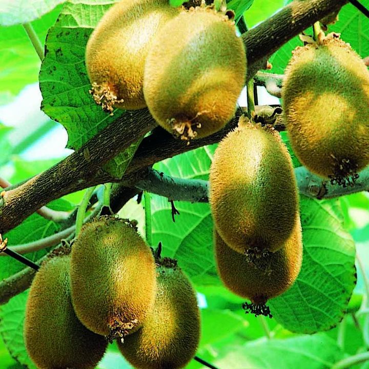 Kiwi Growing Guide Suttons Gardening Grow How