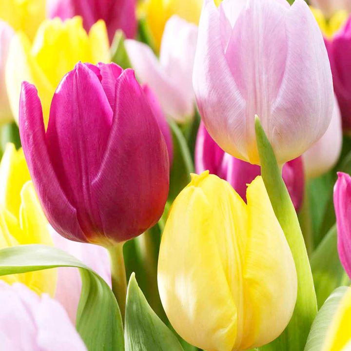 New Varieties of Spring Bulbs Suttons Gardening Grow How