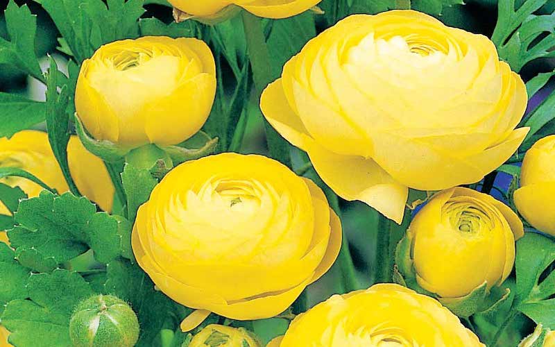 How to grow ranunculus Suttons Gardening Grow How