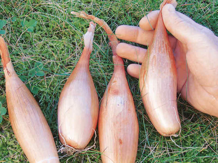 How to grow shallots Suttons Gardening Grow How