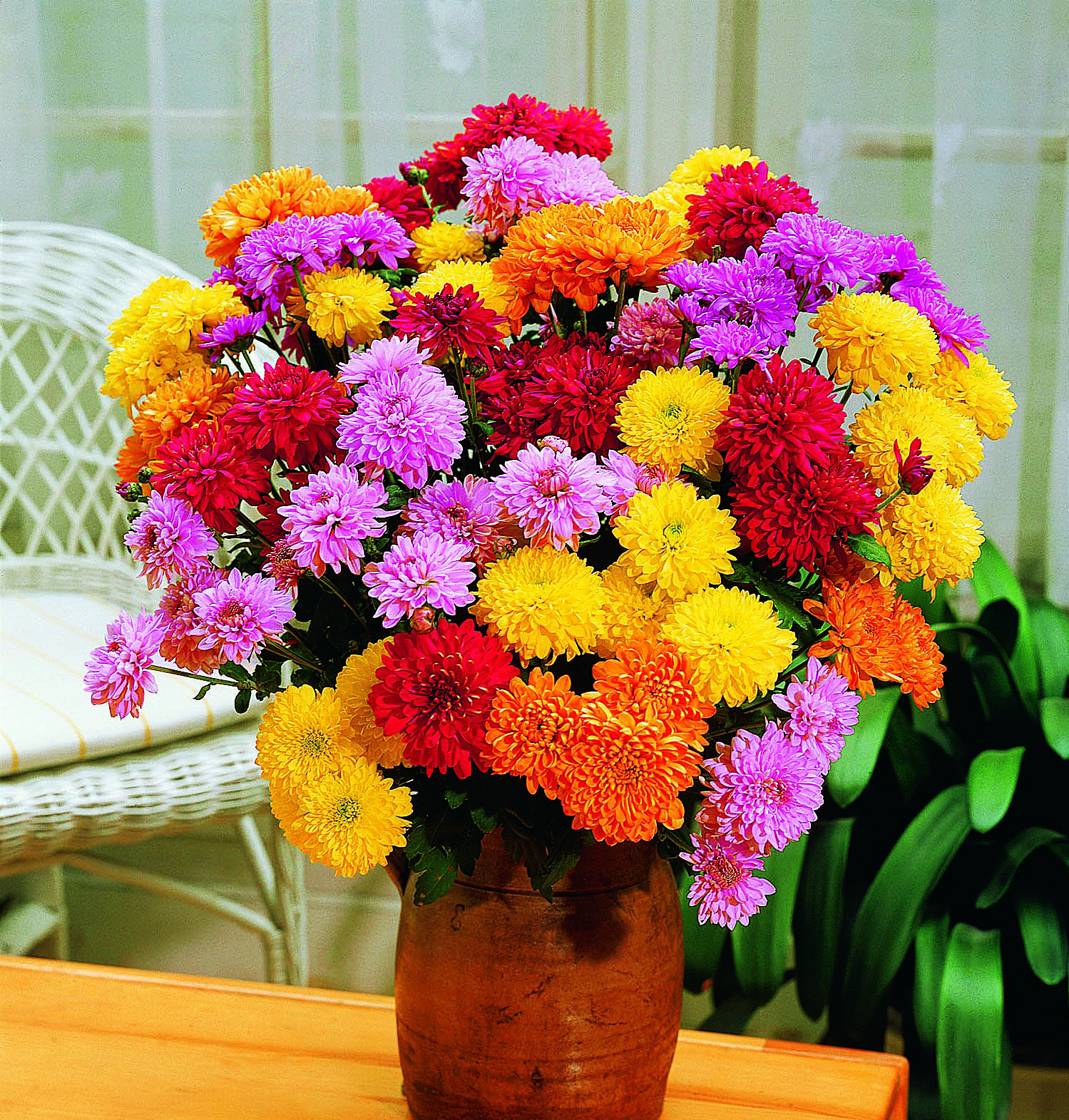 Buy Chrysanthemum Seeds 100 Organic Grow Food Guide