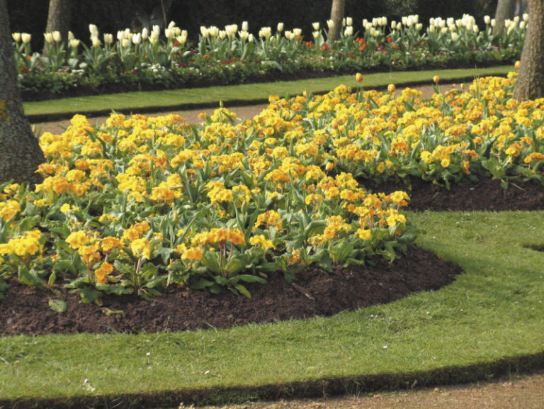 Must Have Bedding Plants Fill your beds & borders with colour.