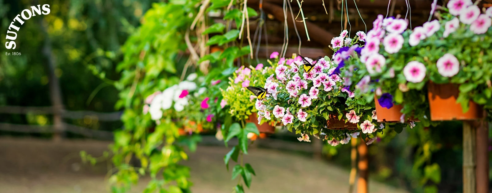 Lockdown Project Guides Winter Hanging Baskets Suttons