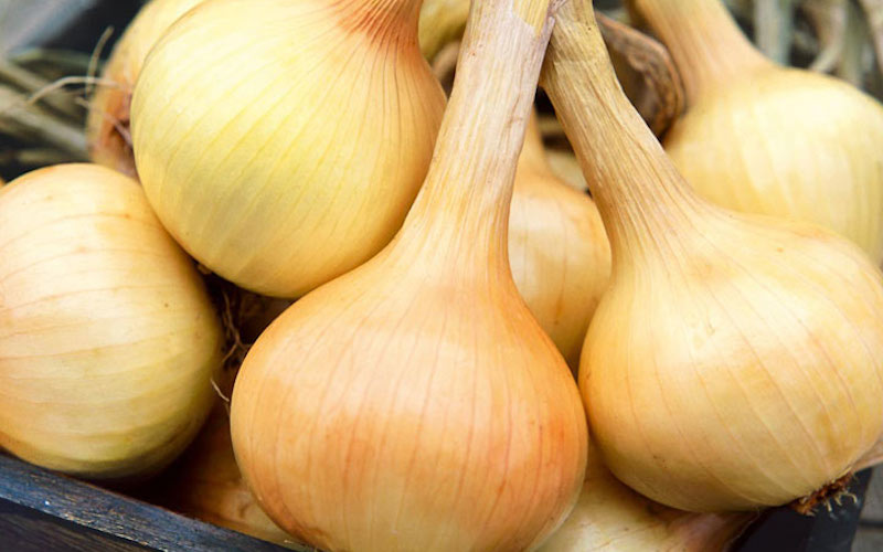 How to stop onions from bolting Suttons Gardening Grow How