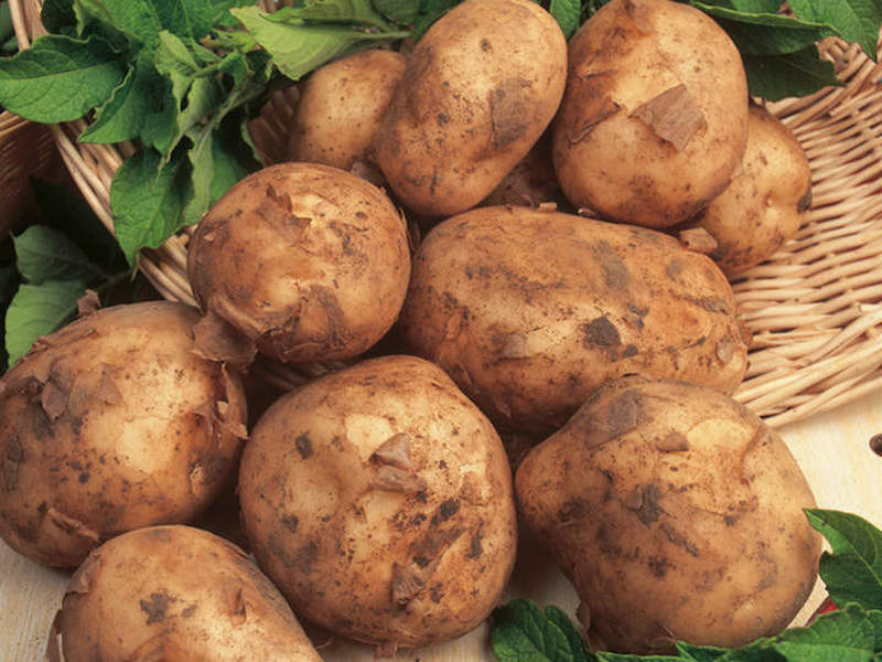 The best new potatoes to grow at home Suttons Gardening Grow How